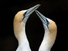 Gannets at Muriwai Beach