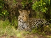 Leopard, Masai Mara