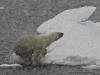 Polar bear gone for a swim