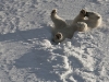 004_bovin_svalbard2010-copy