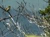 silvereye091910_3973