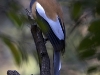 Rufous Treepie