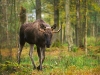 Ãlg, Ã¤lgtjur
SkÃ¥ne, Sverige


Â© Sven Persson / sydpol.com / IBL bildbyrÃ¥