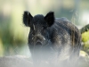 Vildsvin, Sus scrofa

SkÃ¥ne, Sverige

Â© Sven Persson / sydpol.com / IBL bildbyrÃ¥