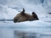 Resa till Svalbard, Kristian GÃ¤rdsborn