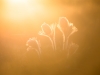 01_JohanSchmitz